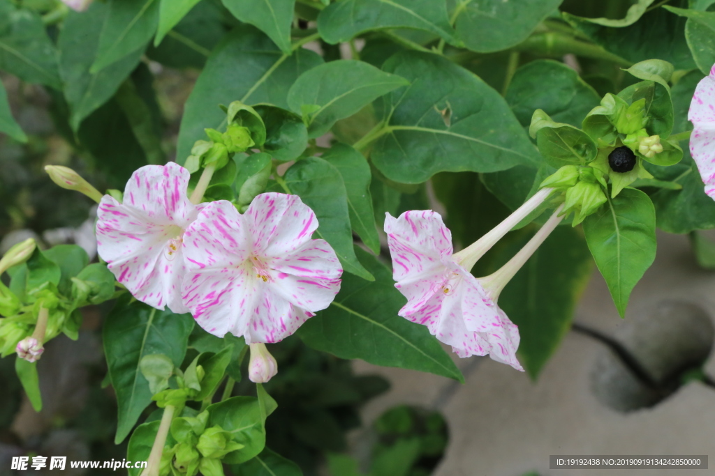 草茉莉