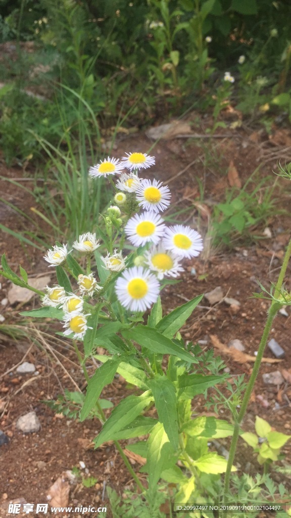 花 野草