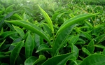 茶