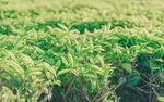 茶