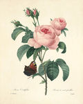 数字花