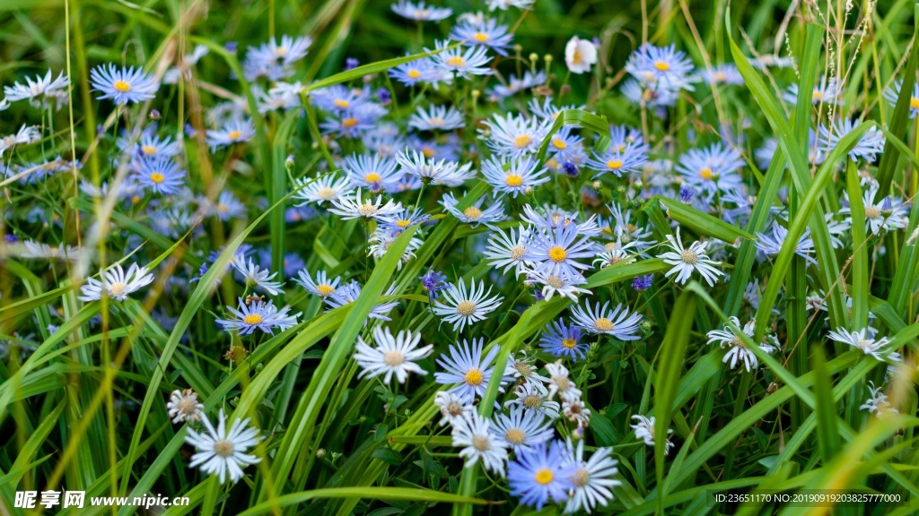 淡蓝色小雏菊花