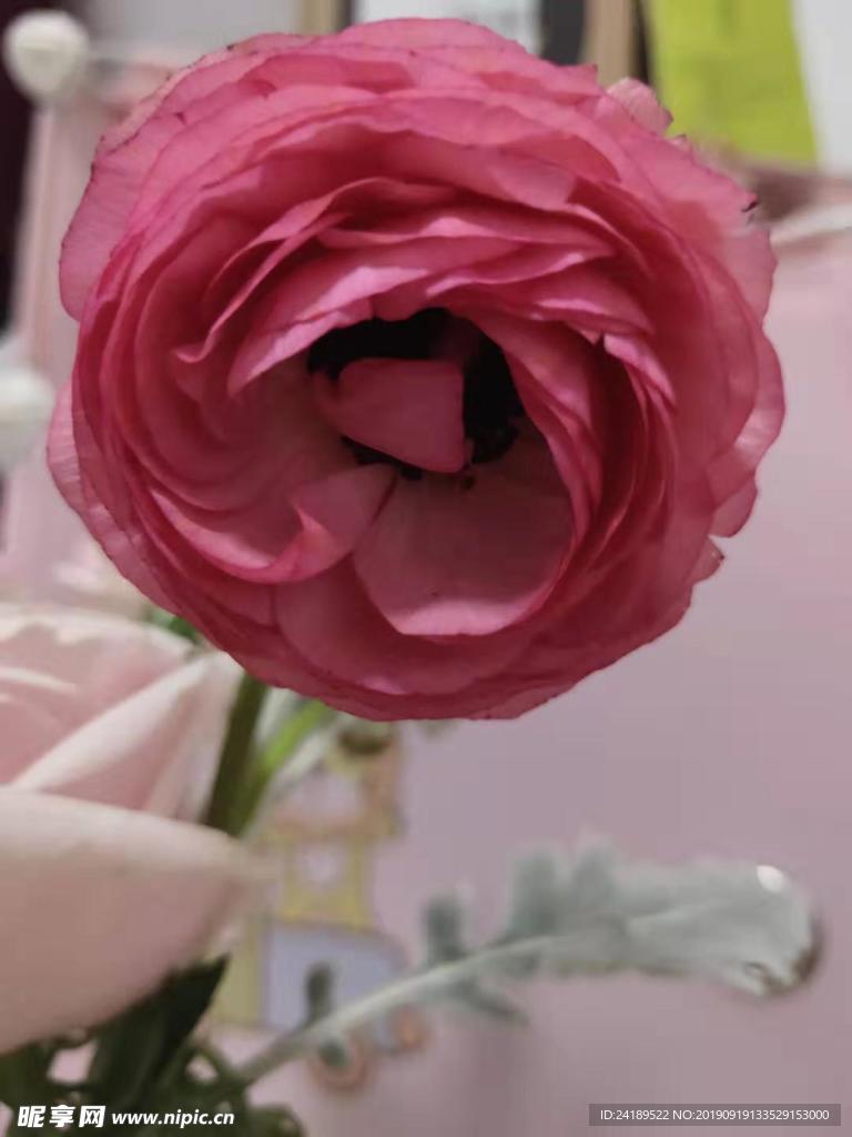 红色的花