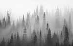 自然云雾群山松林背景墙装饰画