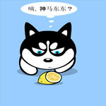 哈士奇
