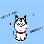 哈士奇