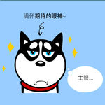 哈士奇