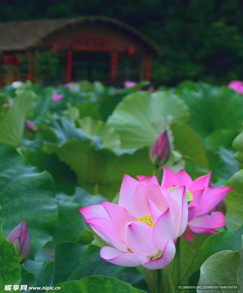 峰林荷花