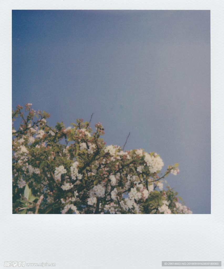 花丛的一角