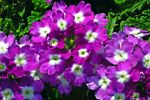 紫色报春花花朵