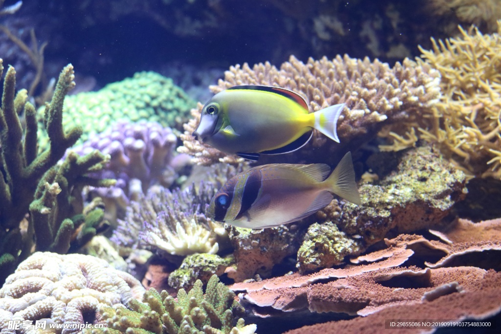 水族馆珊瑚和鱼