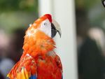 漂亮红色鹦鹉