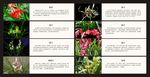 兰花分类