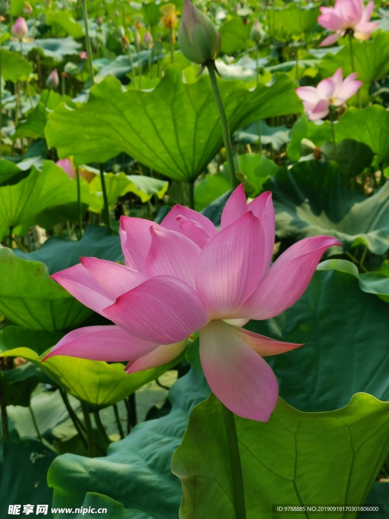 粉色荷花