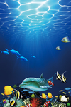 海洋海底海豚