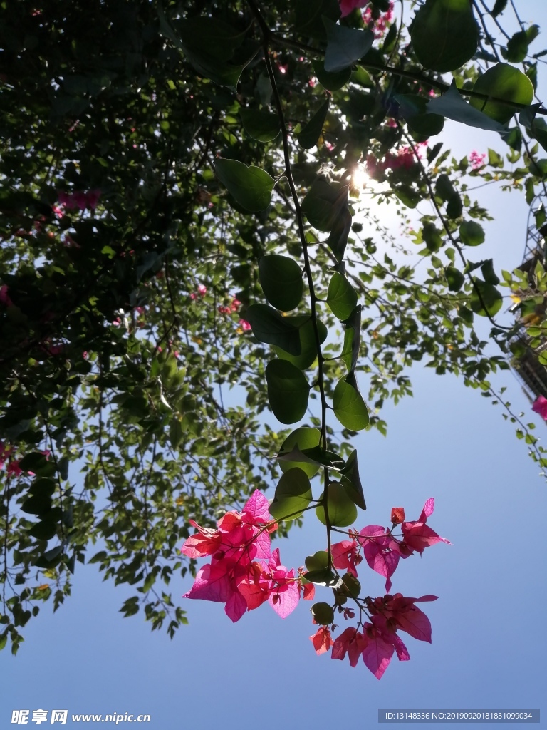 花
