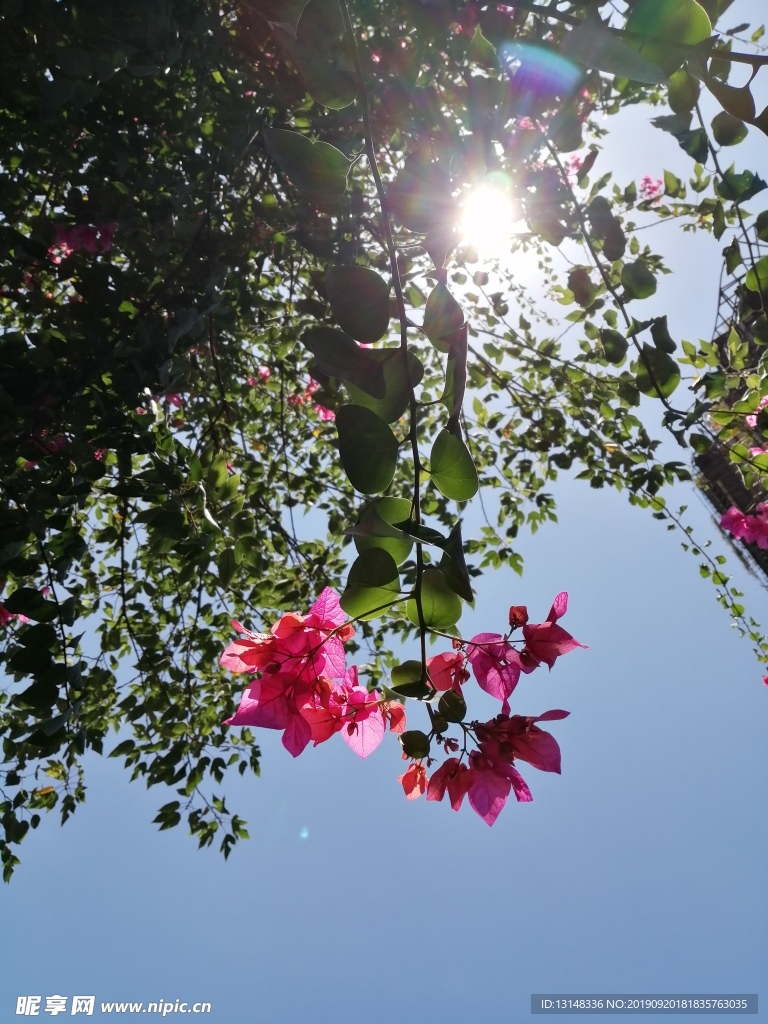 花