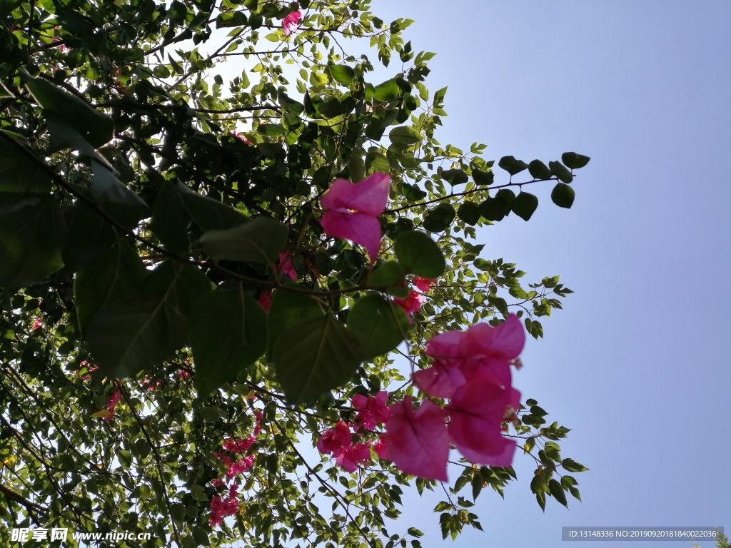 花