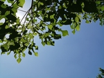 夏季
