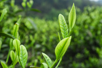 茶叶