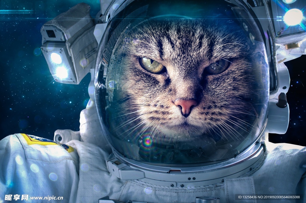 猫咪宇航员