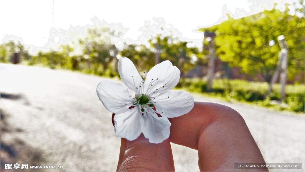 苹果
