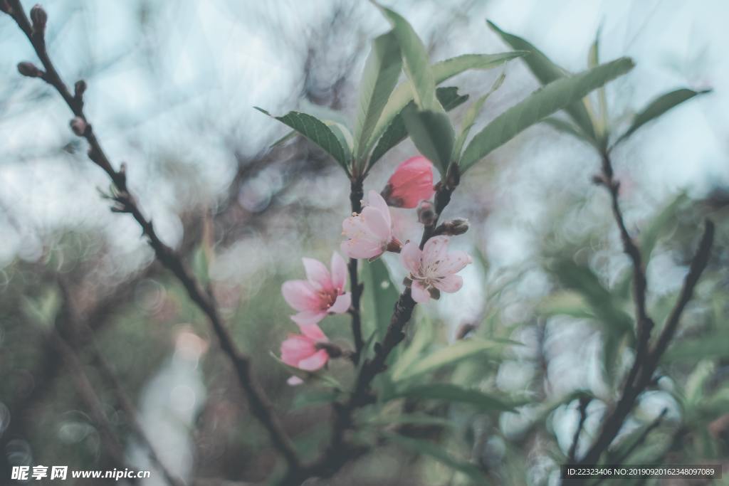 苹果