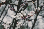 苹果