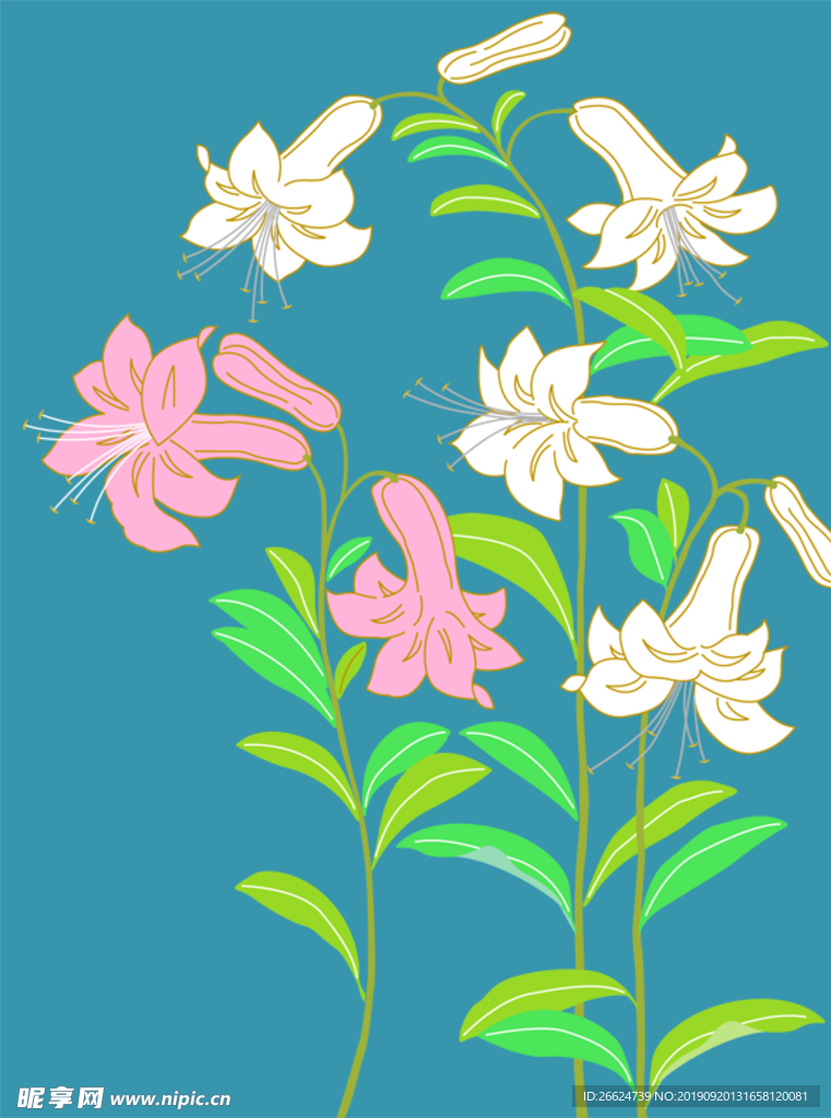 线描日式百合