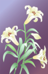 百合花