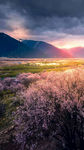 山野桃花风景图片