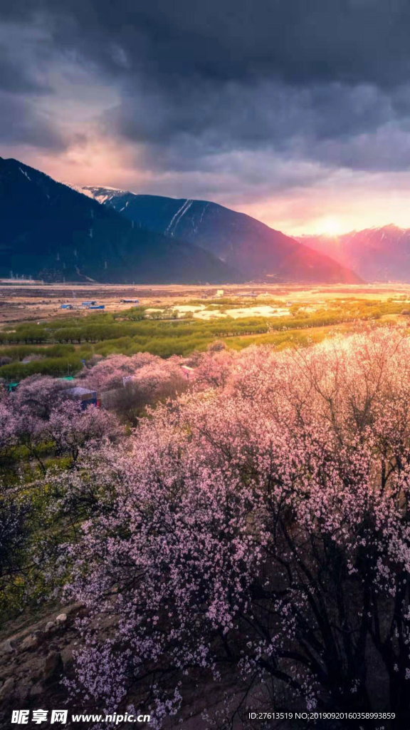 山野桃花风景图片