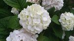 美丽白色绣球花