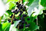 葡萄藤成熟黑葡萄