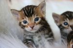 小猫崽可爱