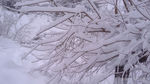 雪 大雪 树技 冬天 白雪