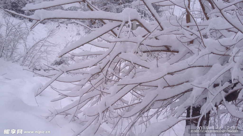 雪 大雪 树技 冬天 白雪