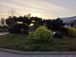 松树