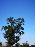大树