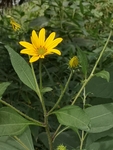 菊芋