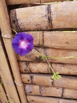 牵牛花