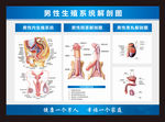 解剖图