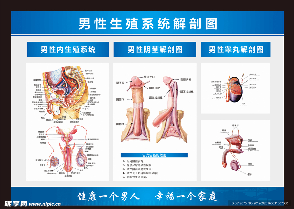 解剖图