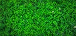 绿色植物