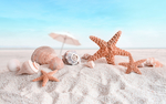 海螺 贝壳 海星 沙滩