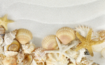 海螺 贝壳 海星