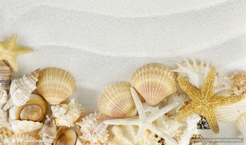 海螺 贝壳 海星