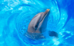 海豚