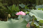 夏日荷花