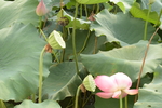 夏日荷花